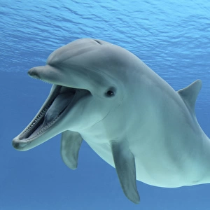 Common Bottlenose Dolphin - with mouth open