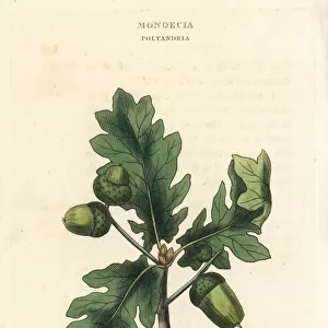Common British oak tree, Quercus robur