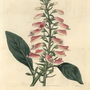 Common foxglove, Digitalis purpurea