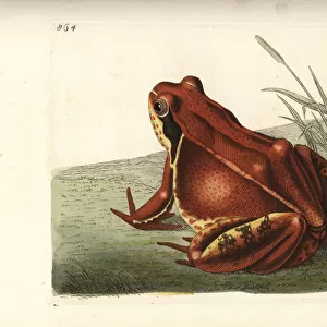 Common frog, red variety, Rana temporaria var. rubra
