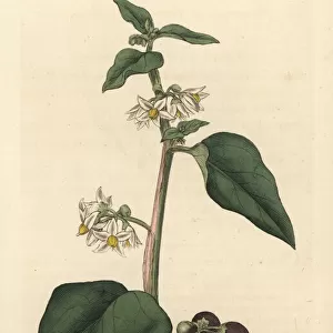 Common or garden nightshade, Solanum nigrum