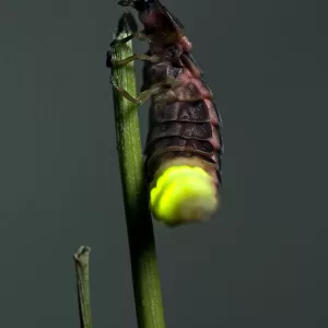 Common Glow-worm - female - glowing on a cut grass stalk to attract males - late in