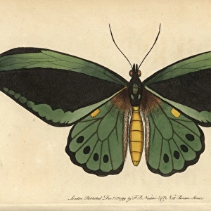 Common green birdwing butterfly, Ornithoptera priamus