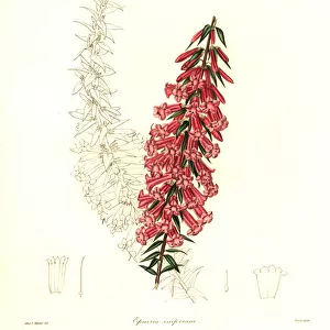 Common heath, Epacris impressa