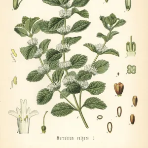 Common horehound, Marrubium vulgare