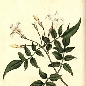 Common jasmine or jessamine, Jasminum officinale