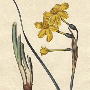 Common jonquil with vivid yellow flowers, bulb