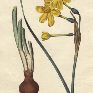 Common jonquil with vivid yellow flowers, bulb