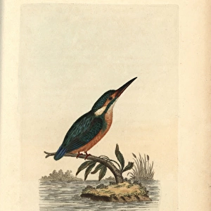 Common kingfisher, Alcedo ispida, Alcedo atthis