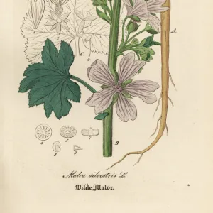 Common mallow, Malva sylvestris