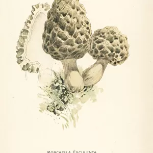Common morel mushroom, Morchella esculenta