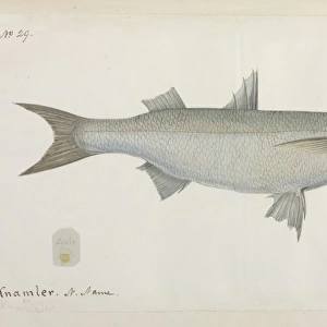 Common mullet of the Settlers