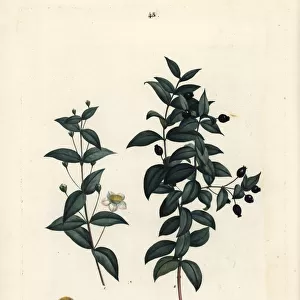 Common myrtle, Myrtus communis