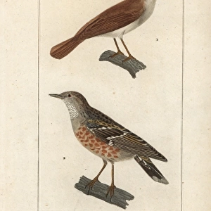 Common nightingale, Luscinia megarhynchos