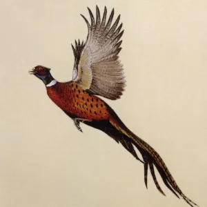 A Common Pheasant alarmed