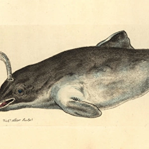 Common porpoise, Phocoena phocoena