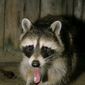Common Raccoon - adult female, eating an apple
