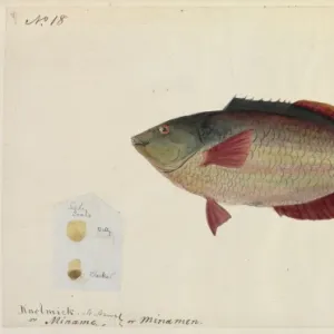 Common rock fish illustration by Robert Neill