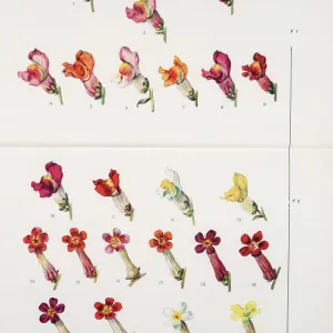 Common snapdragon (Antirrhinum majus) colour variation