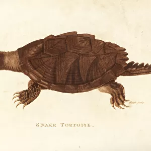 Common snapping turtle, Chelydra serpentina