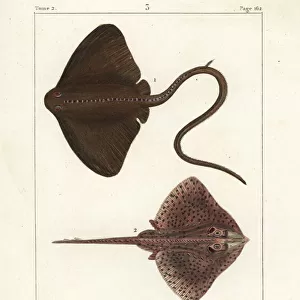Common stingray, thornback ray, and clubnose guitarfish