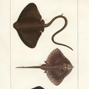 Common stingray, thornback ray, and clubnose guitarfish