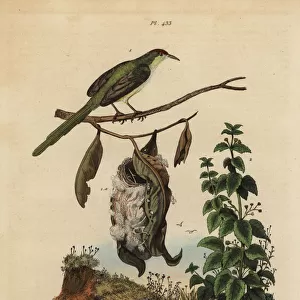 Common tailorbird, stinging nettle and aardvark