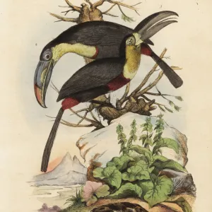 Common tortoise, sulfur-breasted toucan