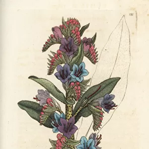 Common vipers bugloss, Echium vulgare