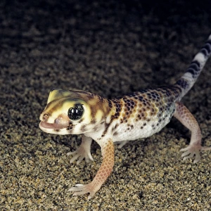 Common Wonder Gecko / Frog-eyed Gecko - looks
