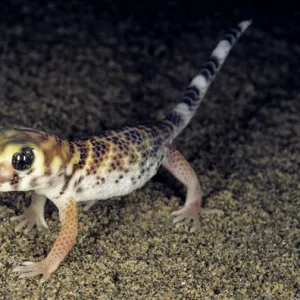 Common Wonder Gecko / Frog-eyed Gecko - looks