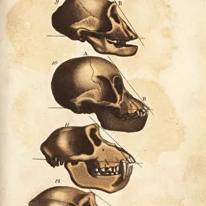 Comparative anatomy of the skulls of the ape