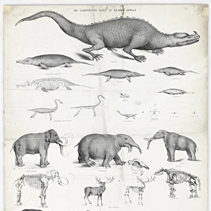 The comparative sizes of extinct animals