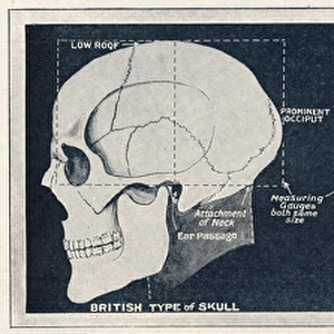 Comparison of British & German skull shapes, WW1
