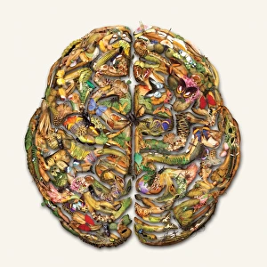 Composite brain picture