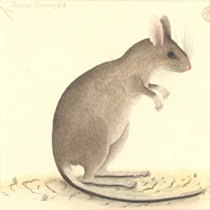 Conilurus albipes, white-footed tree-rat