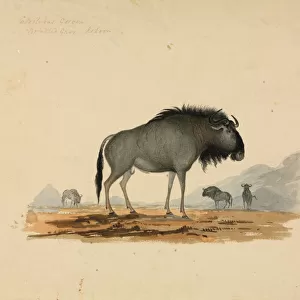 Connochaetes taurinus, Blue wildebeest