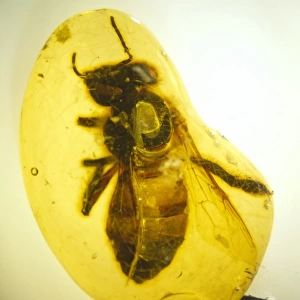 Copal with honey bee