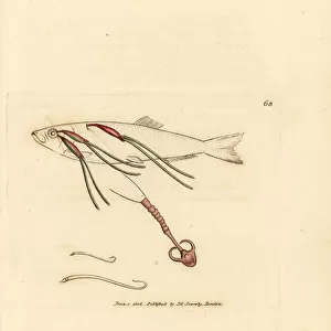 Copepod parasite on a sprat, Lernaeenicus sprattae