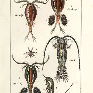 Copepod species