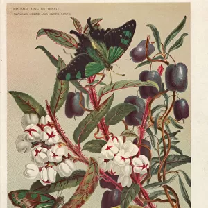 Copperleaf snowberry and purple apple-berry
