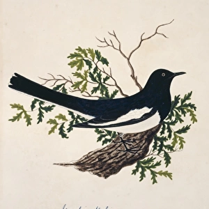 Copsychus saularis, Oriental magpie-robin