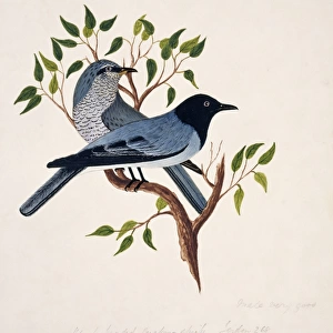 Coracina melanoptera, black-headed cuckoo-shrike