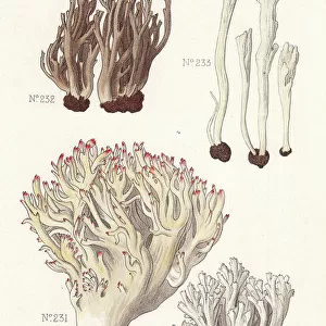 Coral fungus varieties