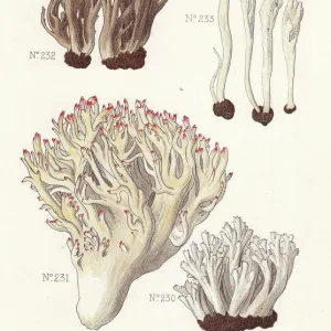 Coral fungus varieties