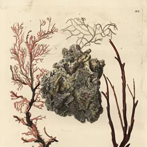 Coral sea fans or Alcyonacea species