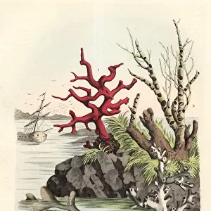 Corals and seaweeds