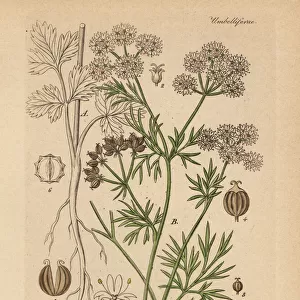 Coriander or cilantro, Coriandrum sativum