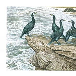 Cormorants British Birds Watercolour painting