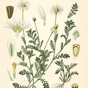Corn chamomile or mayweed, Anthemis arvensis